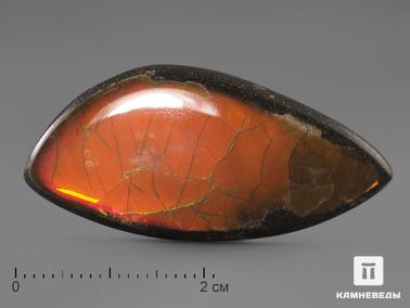 Аммолит. Аммолит (ископаемый перламутр аммонита), 3,9х1,8х0,3 см