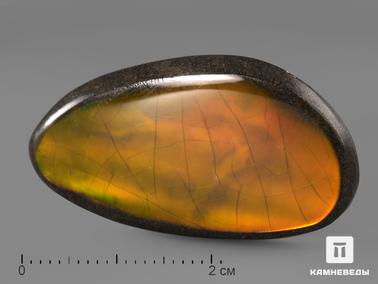 Аммолит. Аммолит (ископаемый перламутр аммонита), 3,6х2х0,4 см