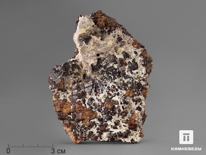 Клиногумит, 8,9х7х1,7 см, 10-639/4, фото 1