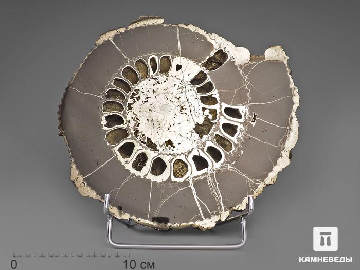 Аммонит пиритизированный, полированный срез 28х25х3,5 см, 924, фото 1