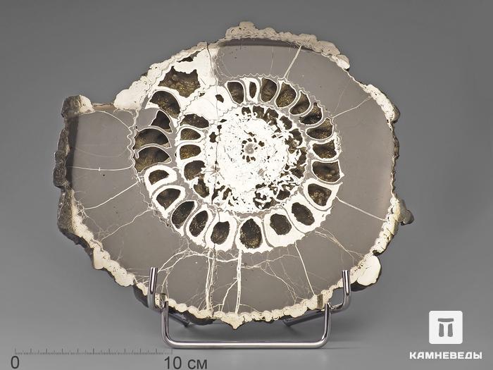 Аммонит пиритизированный, полированный срез 28х25х3,5 см, 924, фото 4