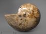 Наутилус Cymatoceras приполированный, 15х12х10 см, 959, фото 1