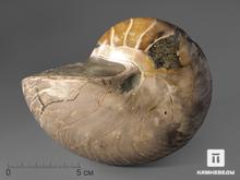 Наутилус Cymatoceras приполированный, 14х10,7х9,7 см