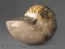 Наутилус Cymatoceras приполированный, 14х10,7х9,7 см, 961, фото 1