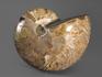 Наутилус Cymatoceras приполированный, 11,5х9,5х7,8 см, 962, фото 2