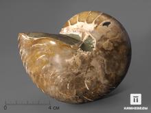Наутилус Cymatoceras приполированный, 11,5х9,5х7,8 см