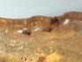 Мадагаскарский копал с инклюзами, 12х2,5х1,5 см, 1414, фото 3