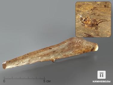 Копал. Мадагаскарский копал с инклюзами, 15х2,5 см