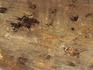 Мадагаскарский копал с инклюзами, 15х2,5 см, 1412, фото 3