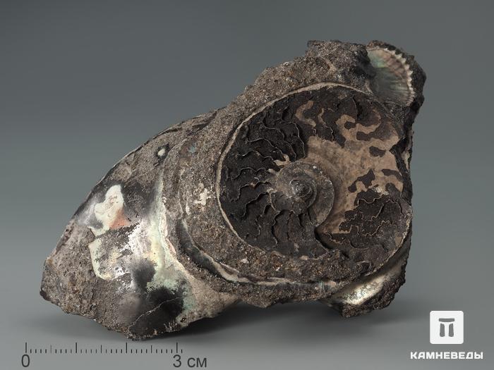 Аммонит, 9,8х5,5х4,5 см, 1895, фото 1