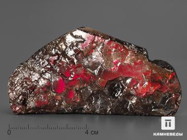 Аммолит. Аммолит (ископаемый перламутр аммонита), 9,1х4,6х1,9 см