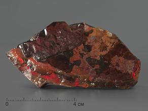 Аммолит (ископаемый перламутр аммонита), 8х4,3х1,2 см