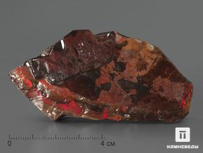 Аммолит (ископаемый перламутр аммонита), 8х4,3х1,2 см