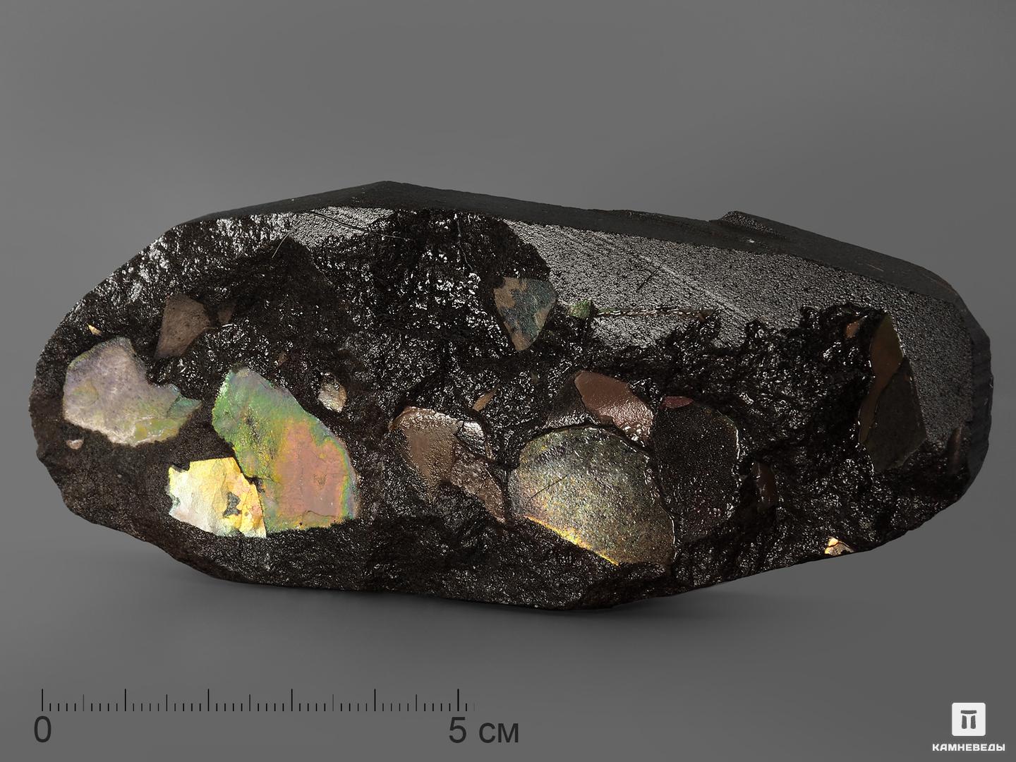 Аммолит (ископаемый перламутр аммонита), 12,1х5х2,1 см древний война