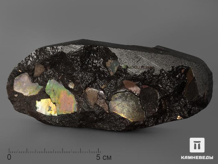 Аммолит (ископаемый перламутр аммонита), 12,1х5х2,1 см, 2042, фото 1