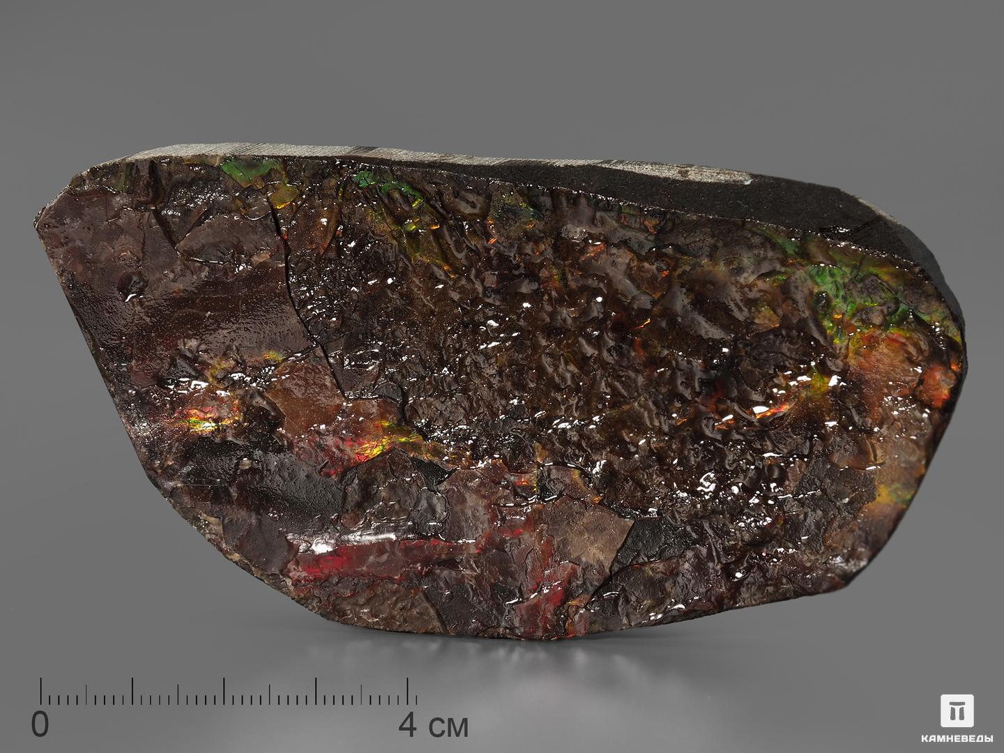 Аммолит (ископаемый перламутр аммонита), 10,1х5,2х1,3 см древний корпорация