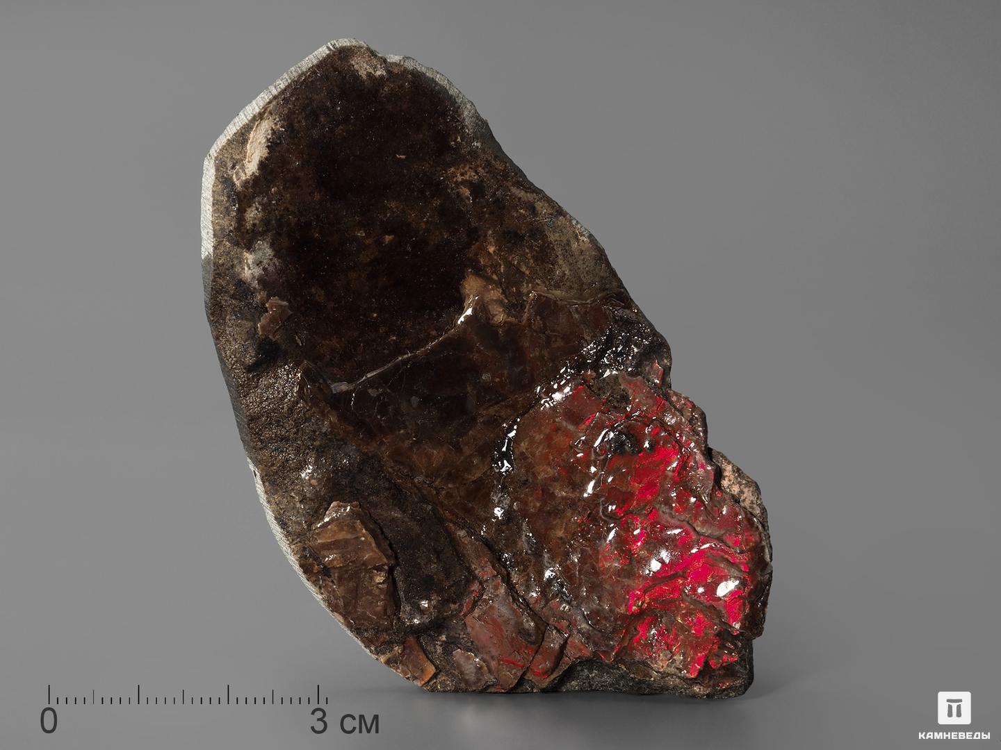 Аммолит (ископаемый перламутр аммонита), 8,3х4,7х1,8 см древний война