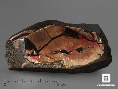 Аммолит. Аммолит, 6,3х3х1,3 см