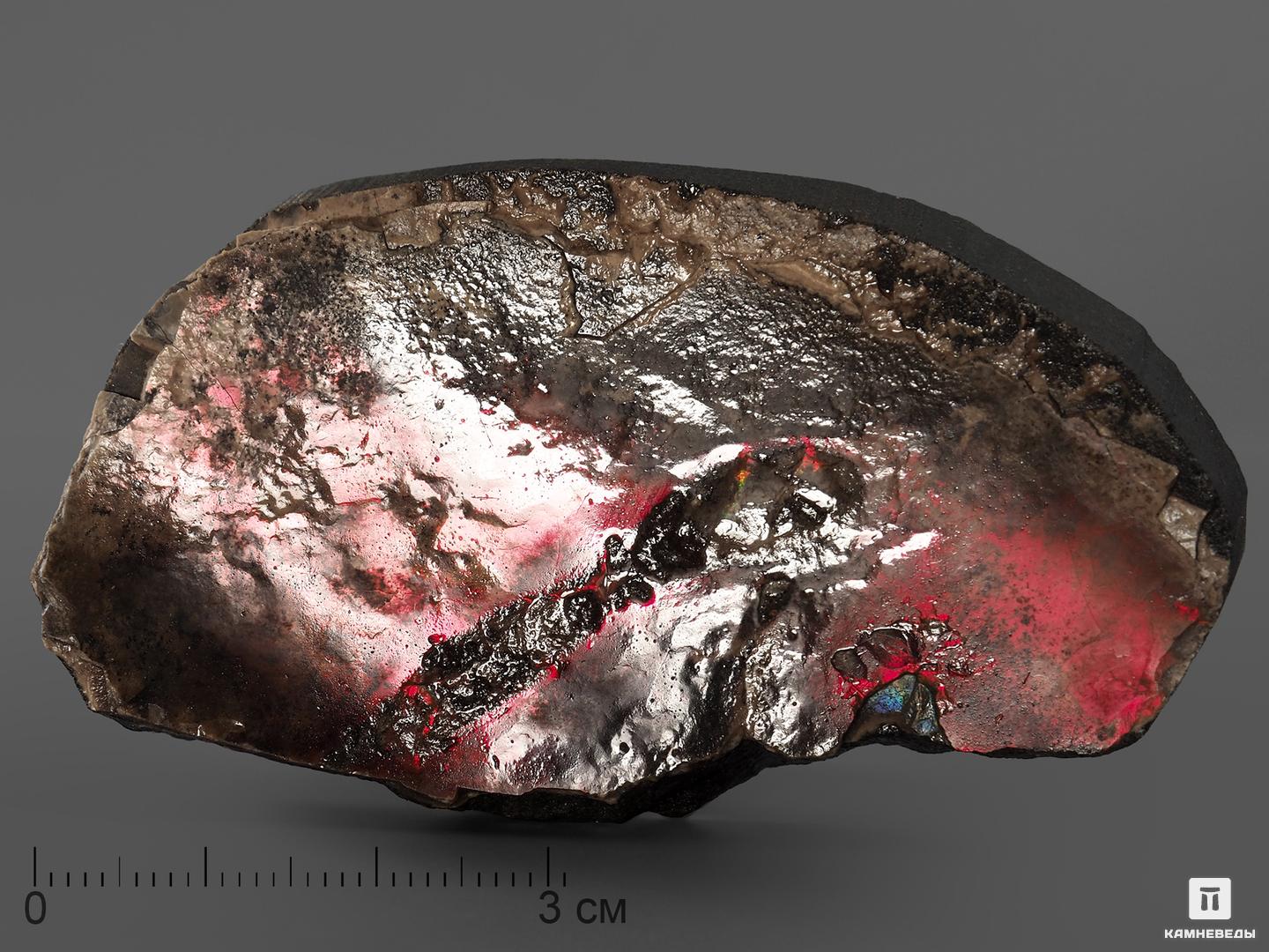 Аммолит (ископаемый перламутр аммонита), 7х3,9х1,5 см древний война
