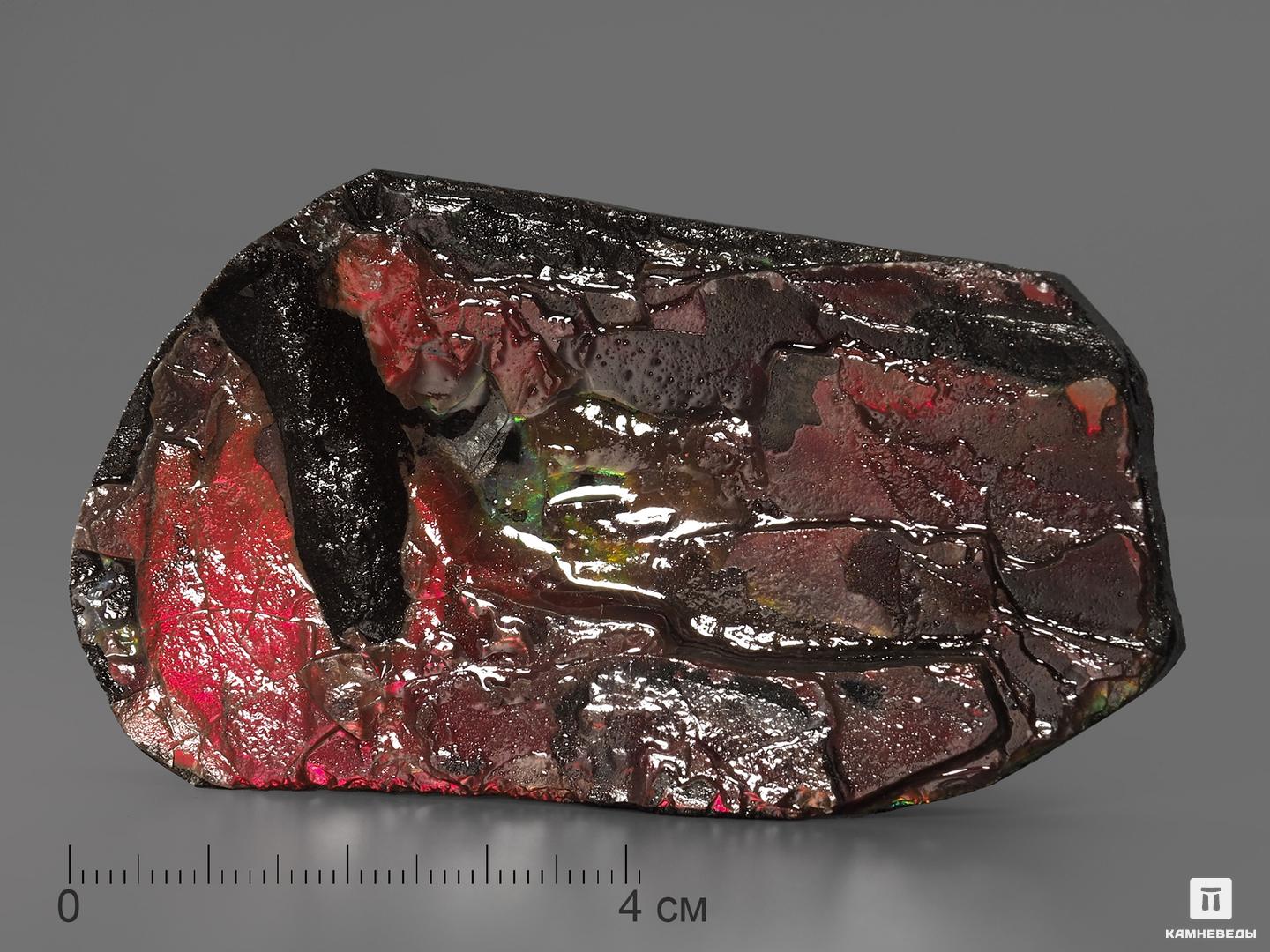 Аммолит (ископаемый перламутр аммонита), 8,2х4,5х1,1 см древний корпорация