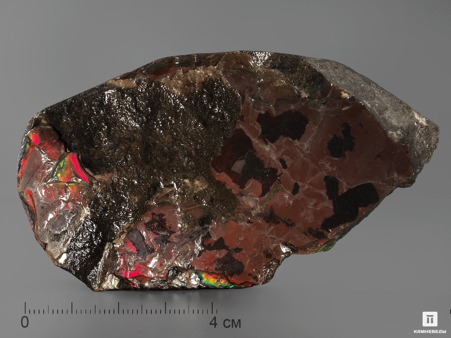 Аммолит (ископаемый перламутр аммонита), 9х5,2х1,6 см
