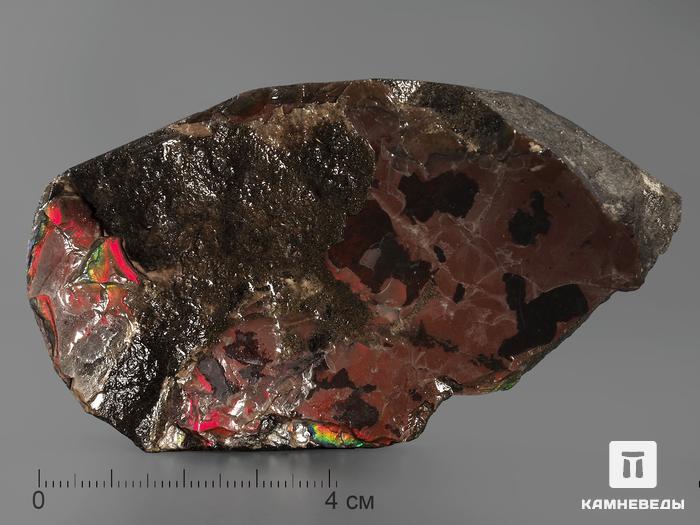 Аммолит (ископаемый перламутр аммонита), 9х5,2х1,6 см, 2060, фото 1
