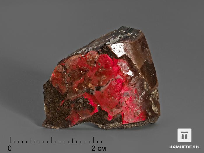 Аммолит (ископаемый перламутр аммонита), 2,5-3,5 см, 2062, фото 1