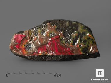 Аммолит. Аммолит (ископаемый перламутр аммонита), 6,8х3,1х1,4 см
