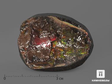 Аммолит. Аммолит, 4,6х3,4х1,6 см