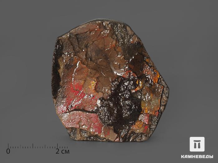 Аммолит (ископаемый перламутр аммонита), 5,5х4,8х1 см, 2050, фото 1