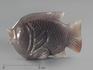 Рыба из халцедона, 10,6х6,7х2,4 см, 2252, фото 1