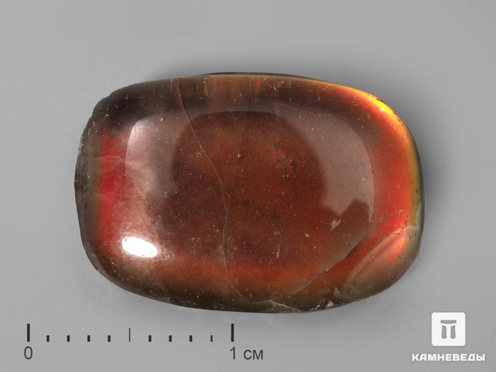Аммолит (ископаемый перламутр аммонита) с горным хрусталём (кварцем), дублет, 2201, фото 1