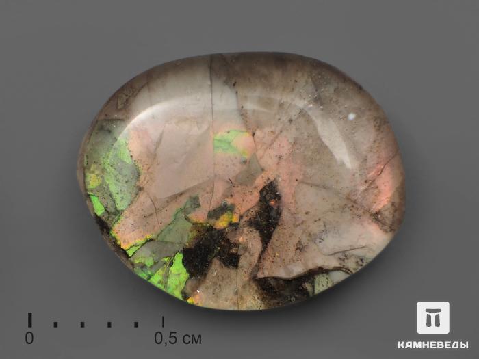 Аммолит (ископаемый перламутр аммонита) с горным хрусталём (кварцем), дублет, 2216, фото 1