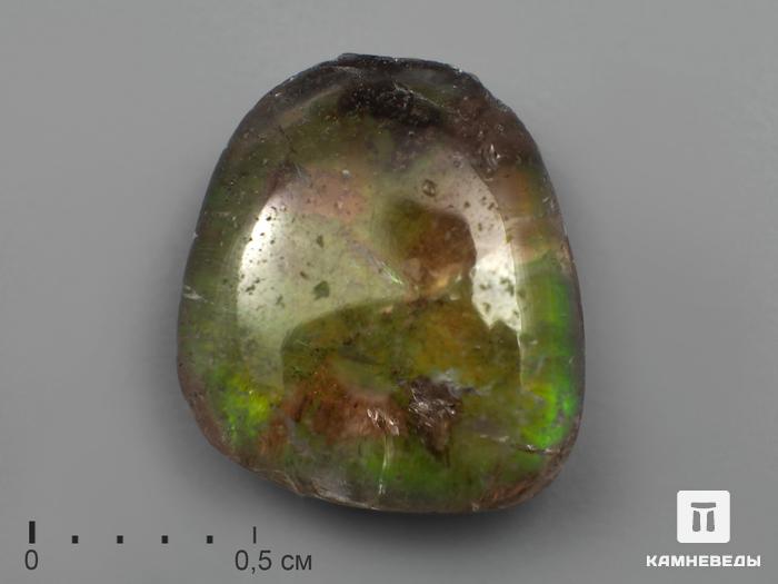 Аммолит (ископаемый перламутр аммонита) с горным хрусталём (кварцем), дублет, 2214, фото 1