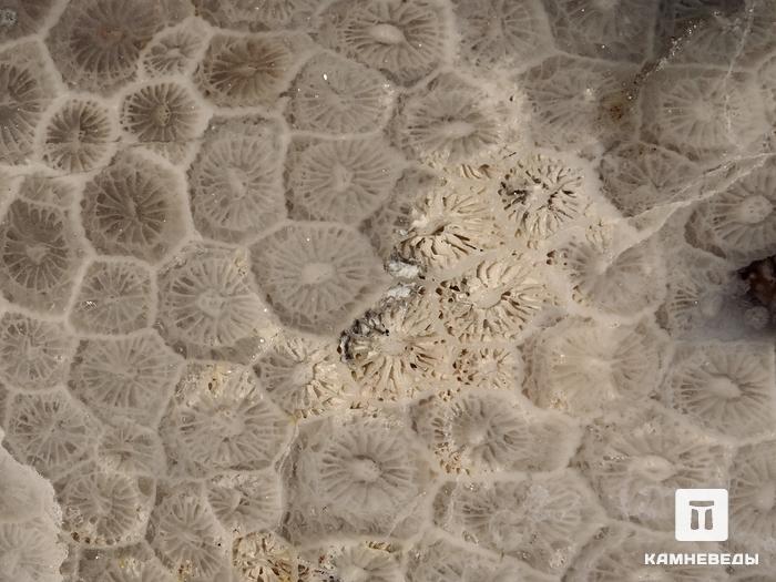 Ископаемый коралл (окаменелый), полированный срез, 11-101/6, фото 2