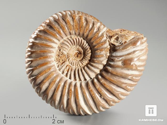 Аммонит Kranosphinctes sp., 5-5,5 см, 3074, фото 1