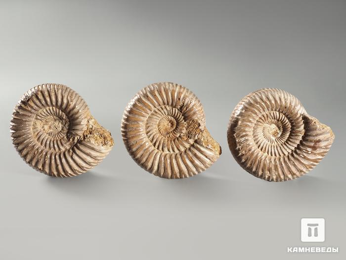 Аммонит Kranosphinctes sp., 5-5,5 см, 3074, фото 2