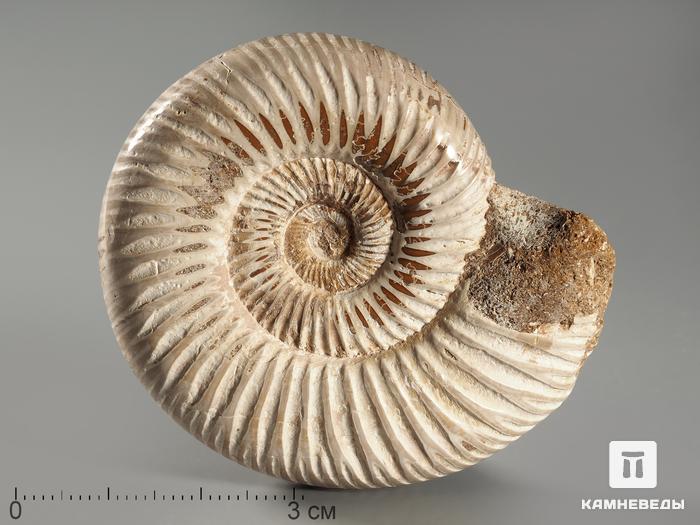 Аммонит Kranosphinctes sp., 5,5-6 см, 3075, фото 1