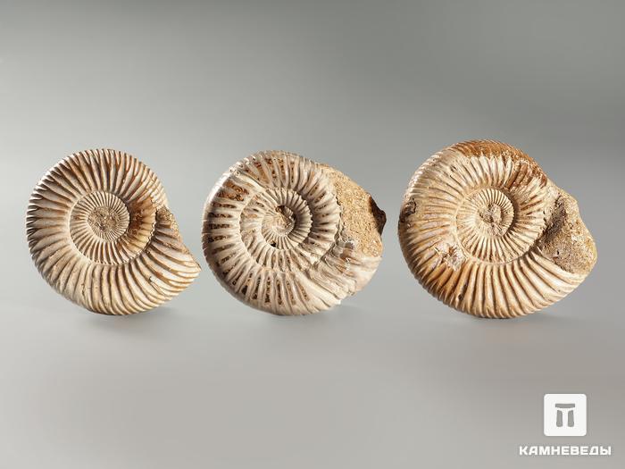 Аммонит Kranosphinctes sp., 5,5-6 см, 3075, фото 2