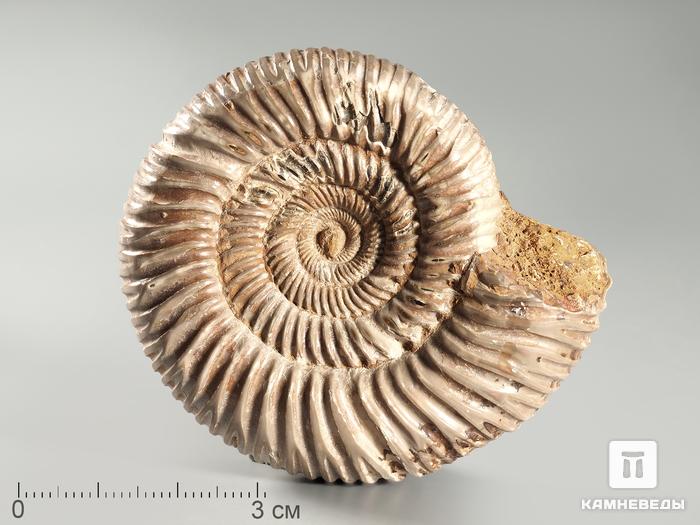 Аммонит Kranosphinctes sp., 6-7 см, 3076, фото 1