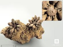 Морской ёж Pseudocidaris Mammosa на породе