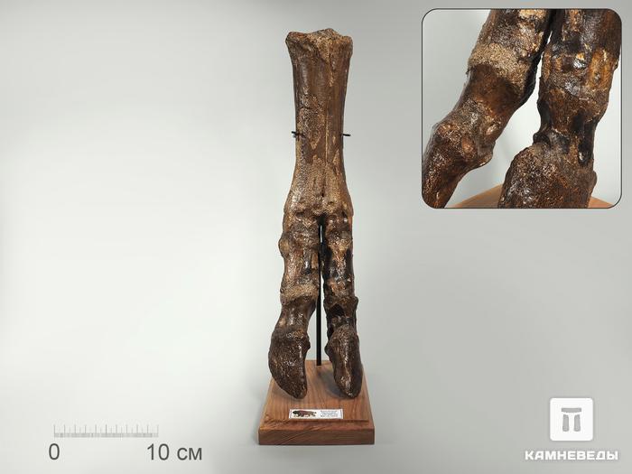 Окаменелая часть ноги степного бизона (bison priscus), 3034, фото 1