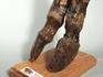 Окаменелая часть ноги степного бизона (bison priscus), 3034, фото 5