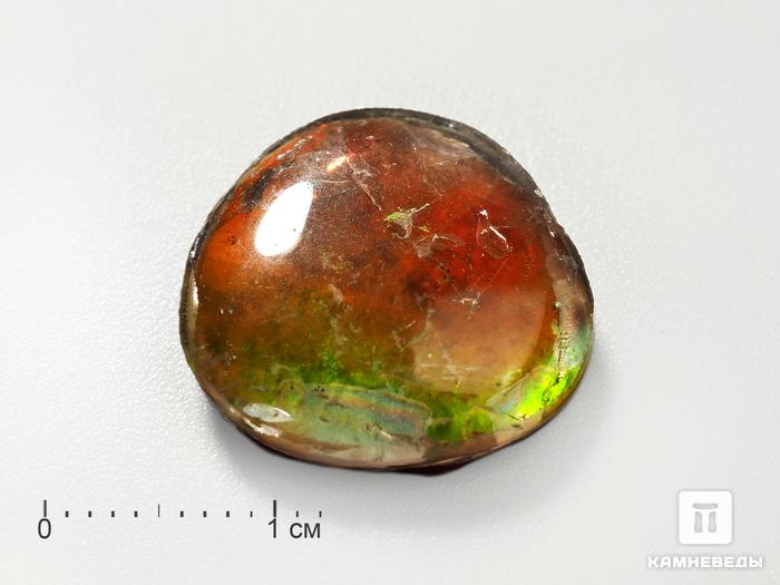 Аммолит (ископаемый перламутр аммонита) с горным хрусталём (кварцем), дублет, 3193, фото 1