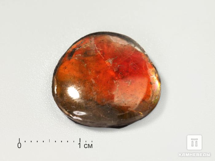 Аммолит (ископаемый перламутр аммонита) с горным хрусталём (кварцем), дублет, 3193, фото 2