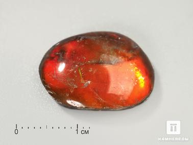 Аммолит, Горный хрусталь, Кварц. Аммолит (ископаемый перламутр аммонита) с горным хрусталём (кварцем), дублет