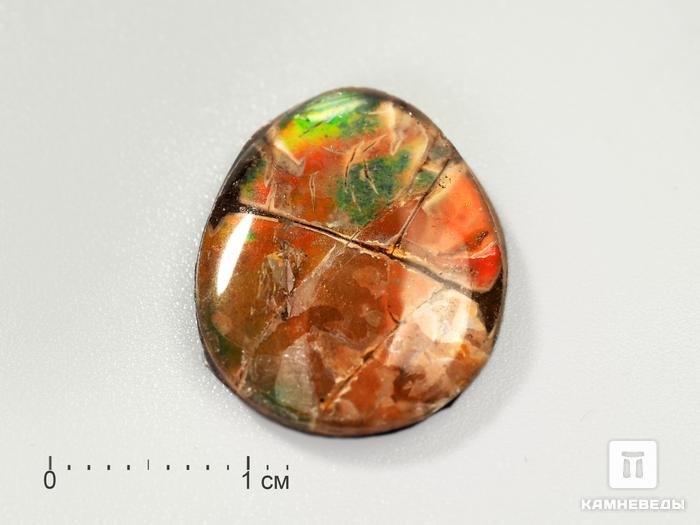 Аммолит (ископаемый перламутр аммонита) с горным хрусталём (кварцем), дублет, 3191, фото 1