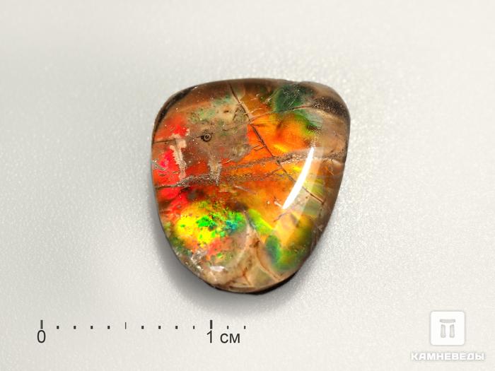Аммолит с горным хрусталём (кварцем), дублет, 3186, фото 1