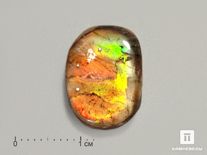 Аммолит (ископаемый перламутр аммонита) с горным хрусталём (кварцем), дублет, 3185, фото 1