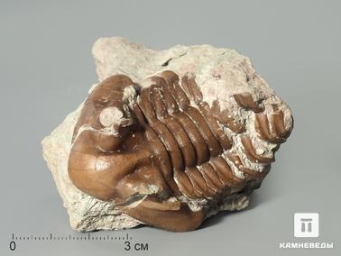 Трилобиты. Трилобит Asaphus sp. на породе